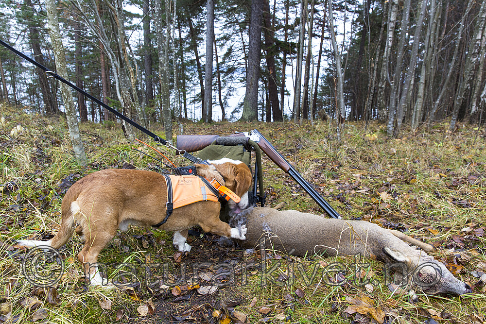 KA_151105_21 / Capreolus capreolus / Rådyr