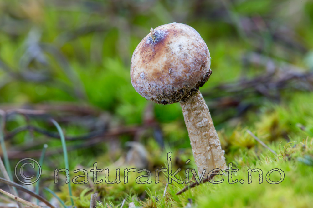 KA_151105_45 / Tulostoma brumale / Grann styltesopp