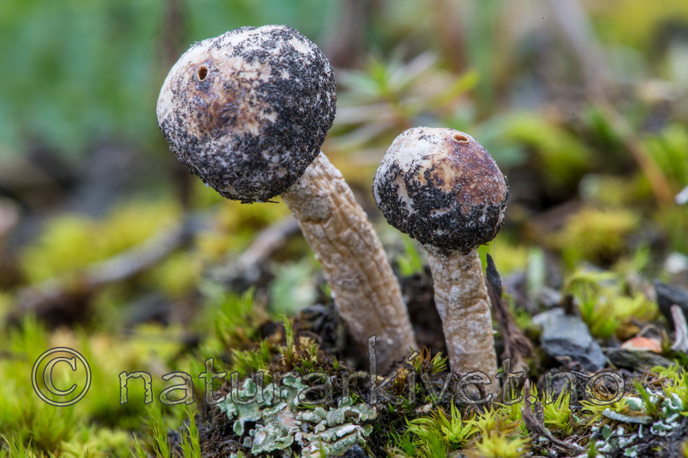 KA_151105_62 / Tulostoma brumale / Grann styltesopp