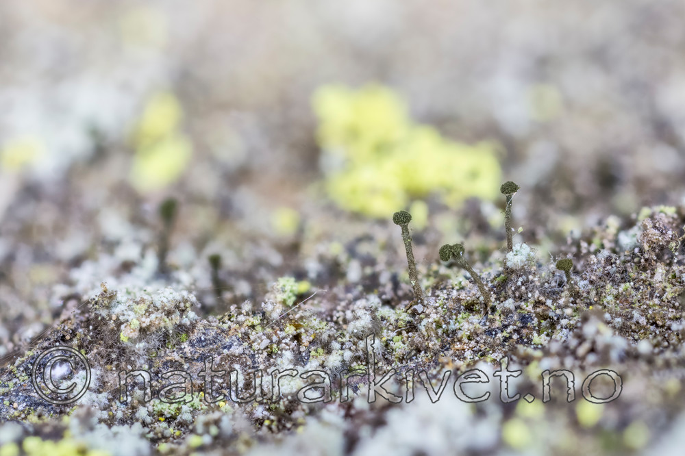 KA_151113_arenarium / Microcalicium arenarium / Steinnål