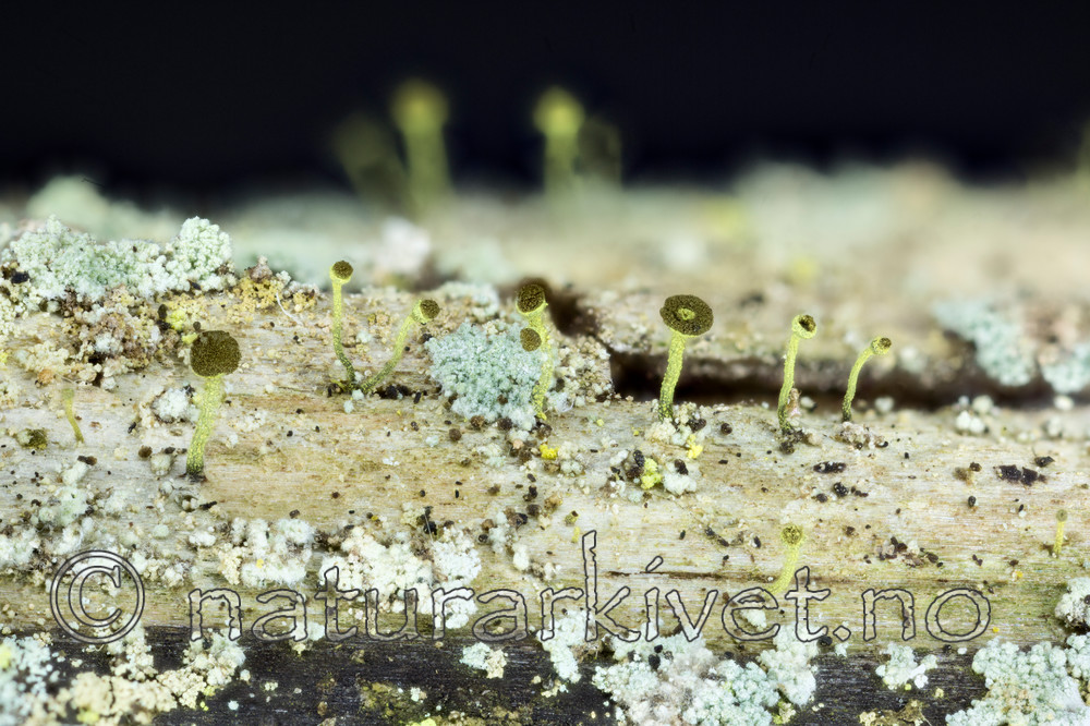 KA_151113_laevigata / Chaenotheca laevigata / Taiganål