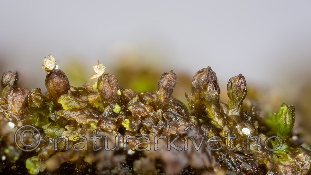 KA_151113_oakesiana / Frullania oakesiana / Oreblæremose