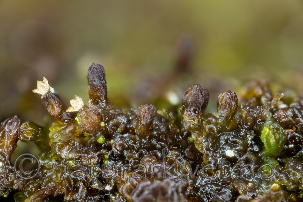 KA_151113_oakesiana_2 / Frullania oakesiana / Oreblæremose