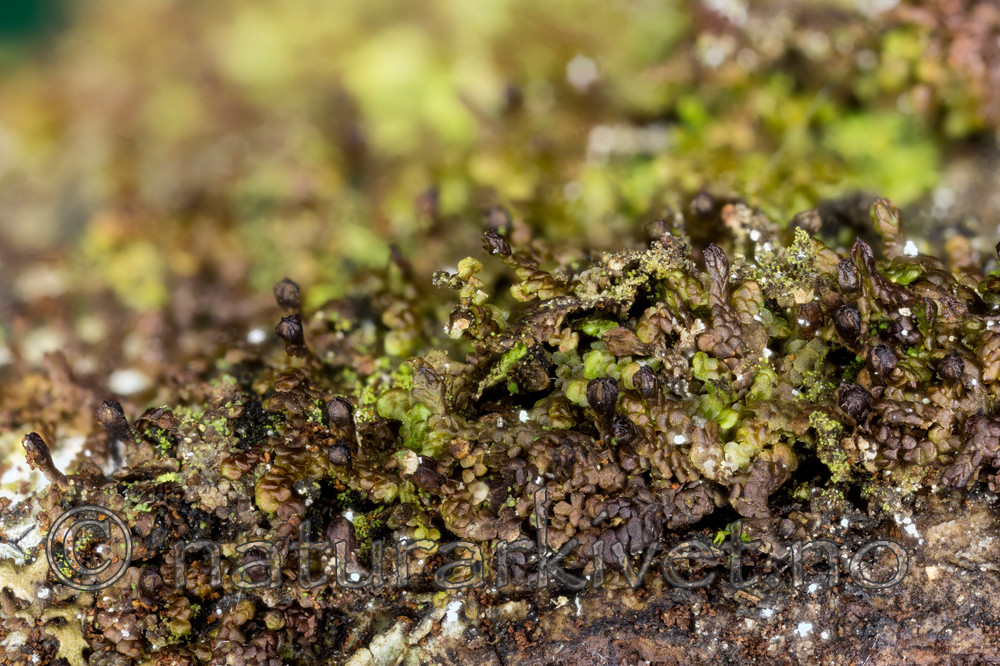 KA_151113_oakesiana_3 / Frullania oakesiana / Oreblæremose