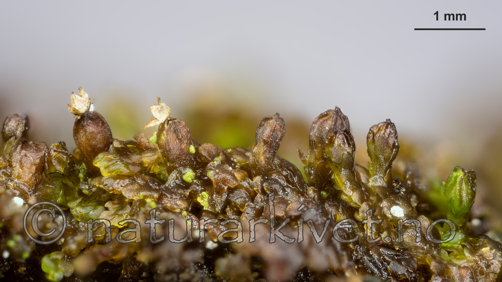 KA_151113_oakesiana_mm / Frullania oakesiana / Oreblæremose