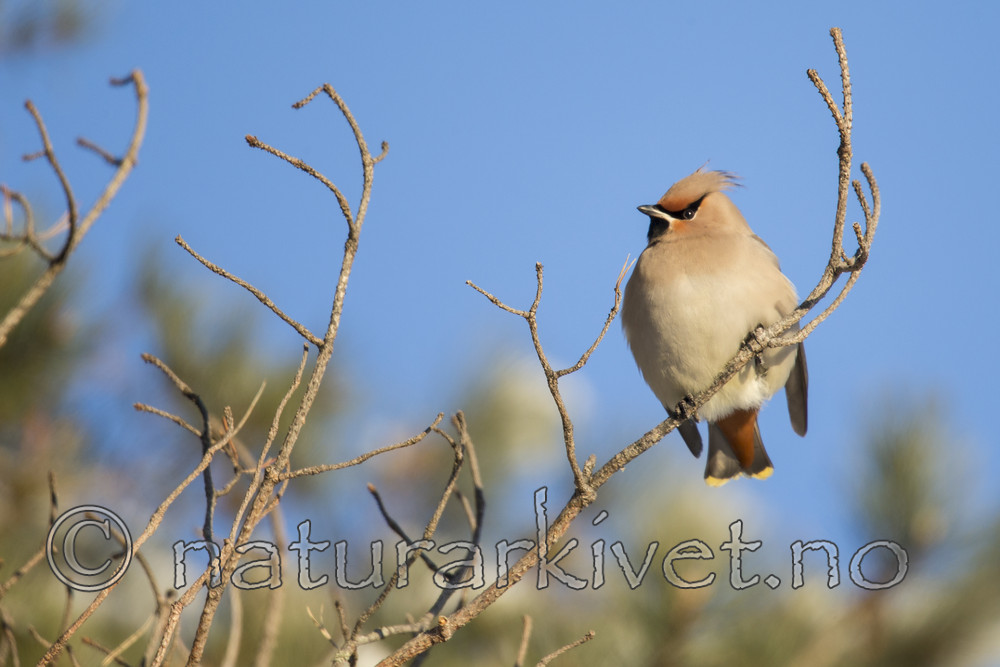 KA_160120_7 / Bombycilla garrulus / Sidensvans
