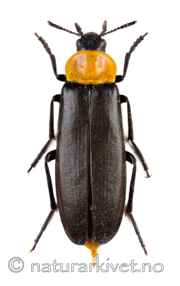 KA_160122_ruficollis_dorsal / Phryganophilus ruficollis