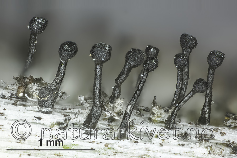 KA_160219_denigratum_mm / Calicium denigratum / Blanknål