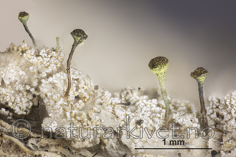 KA_160219_subroscida_mm / Chaenotheca subroscida / Sukkernål