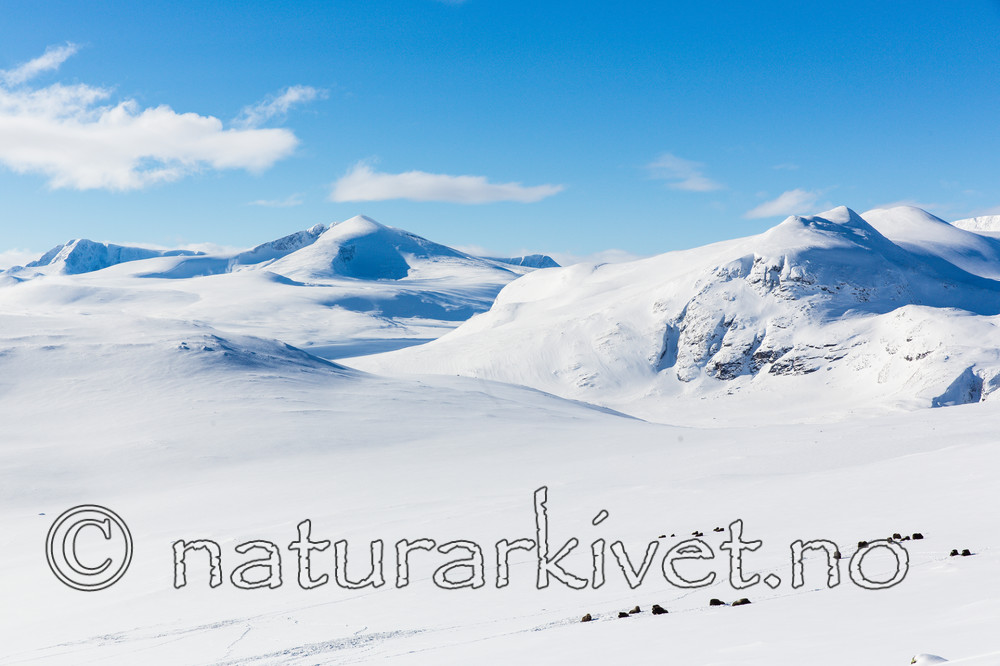 KA_160305_63 / Ovibos moschatus / Moskusfe