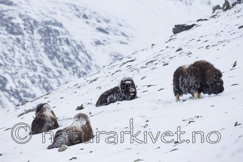 KA_160306_107 / Ovibos moschatus / Moskusfe