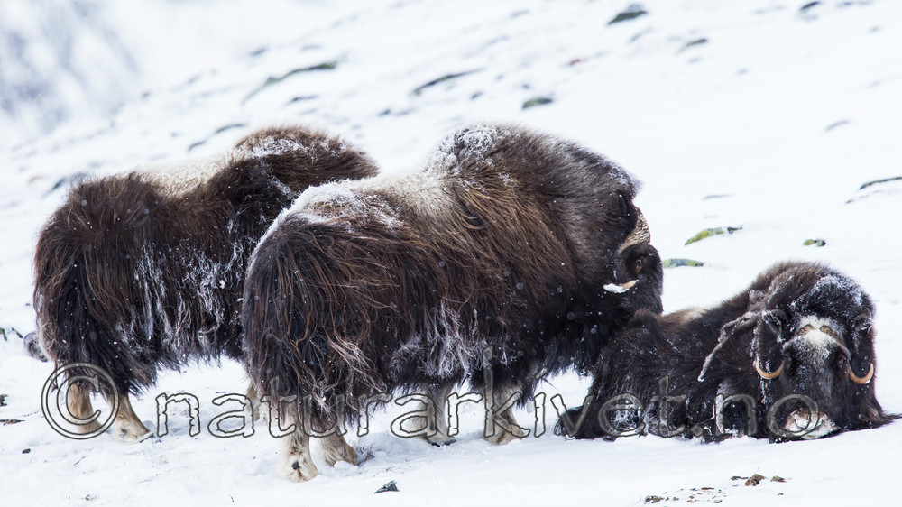 KA_160306_148 / Ovibos moschatus / Moskusfe