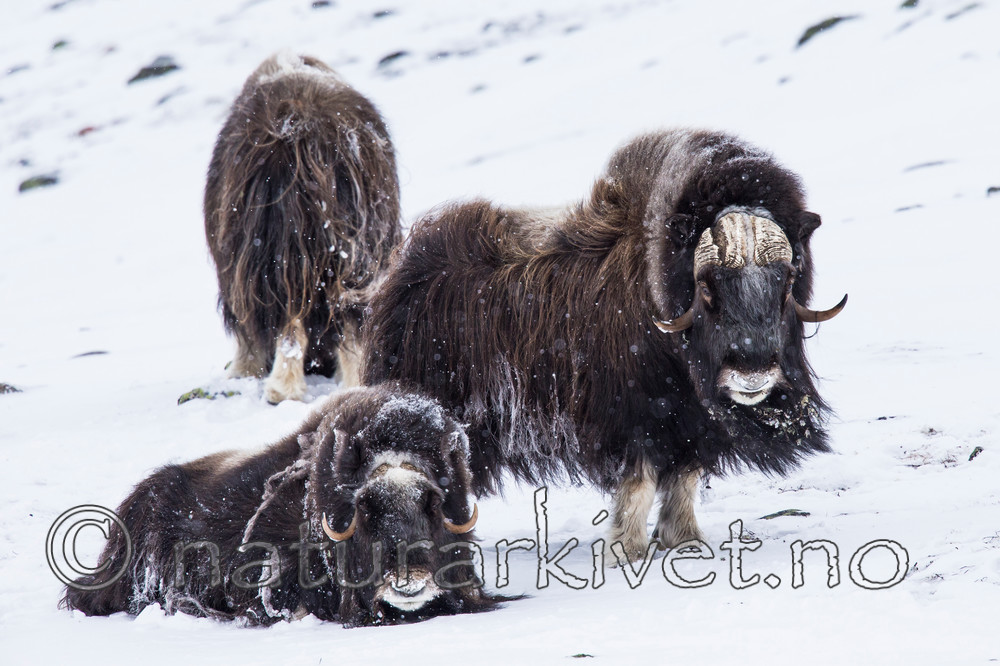 KA_160306_158 / Ovibos moschatus / Moskusfe