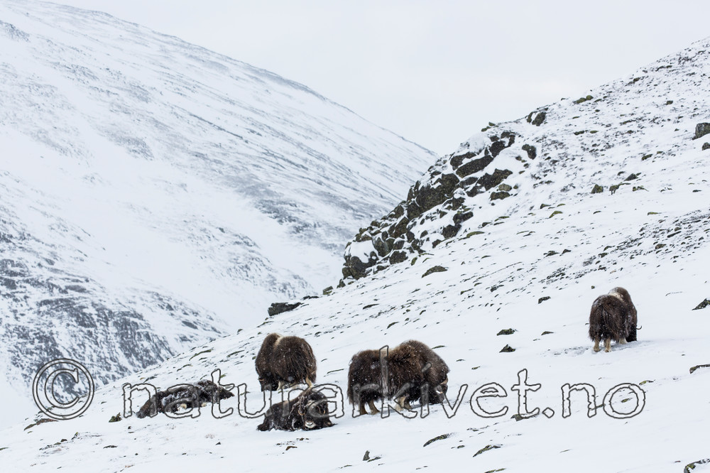 KA_160306_161 / Ovibos moschatus / Moskusfe