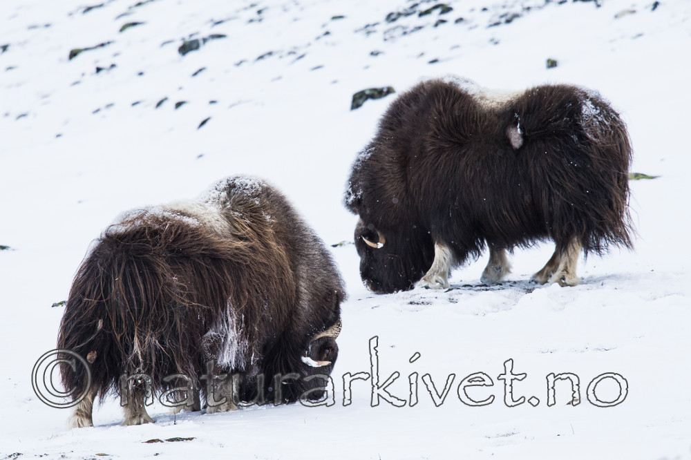 KA_160306_166 / Ovibos moschatus / Moskusfe