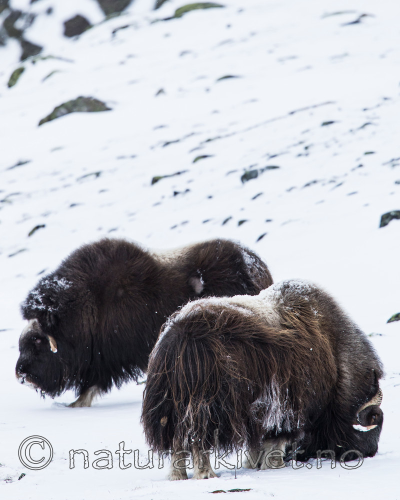 KA_160306_168 / Ovibos moschatus / Moskusfe