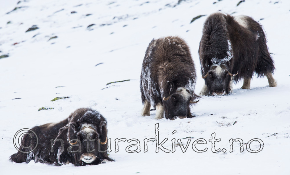 KA_160306_170 / Ovibos moschatus / Moskusfe