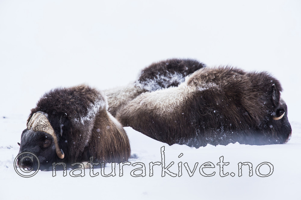 KA_160306_191 / Ovibos moschatus / Moskusfe