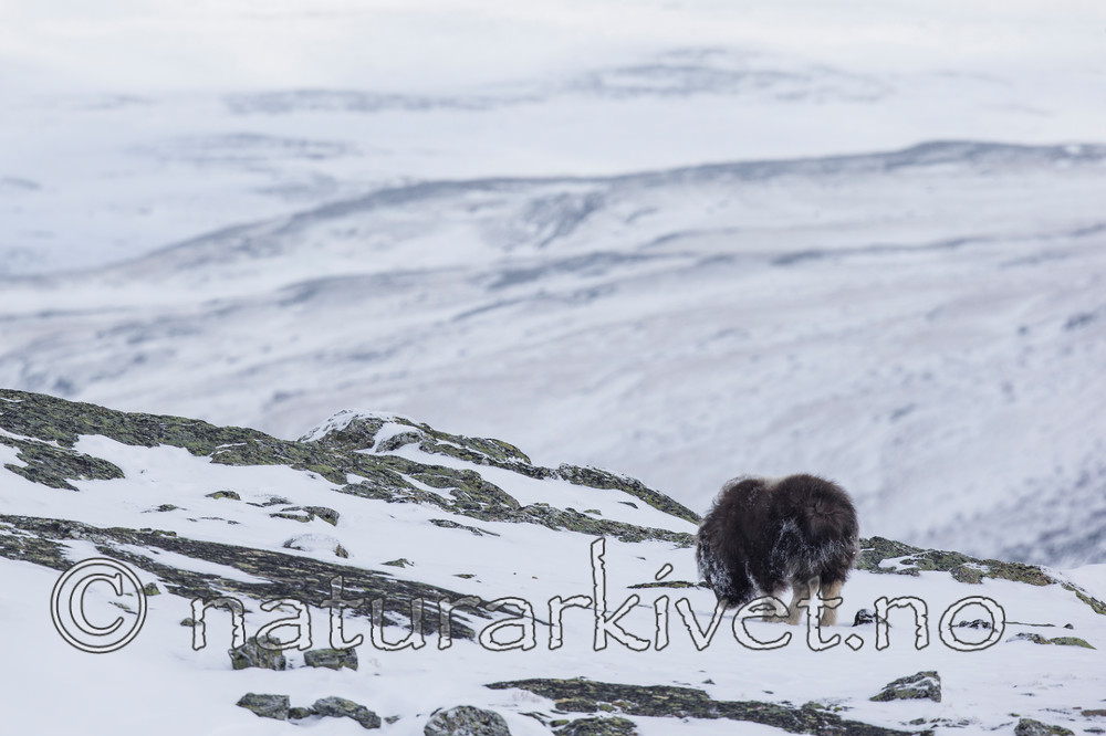 KA_160306_92 / Ovibos moschatus / Moskusfe