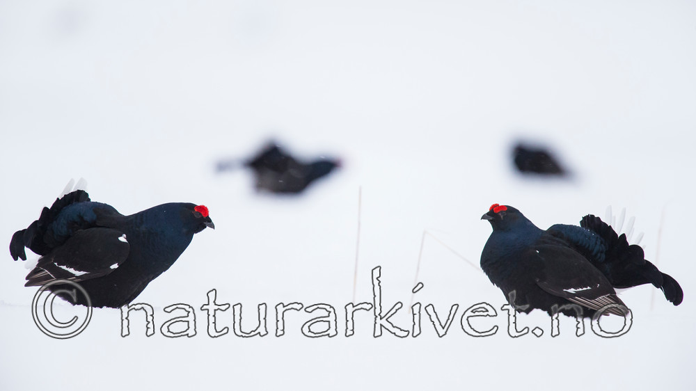 KA_160402_114 / Tetrao tetrix / Orrfugl