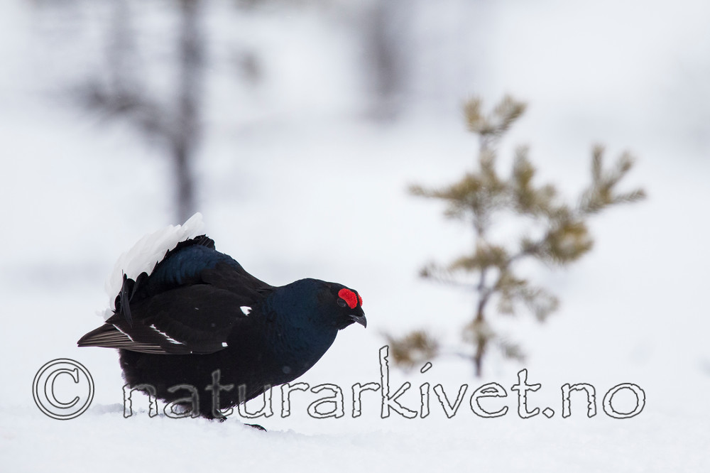 KA_160402_146 / Tetrao tetrix / Orrfugl