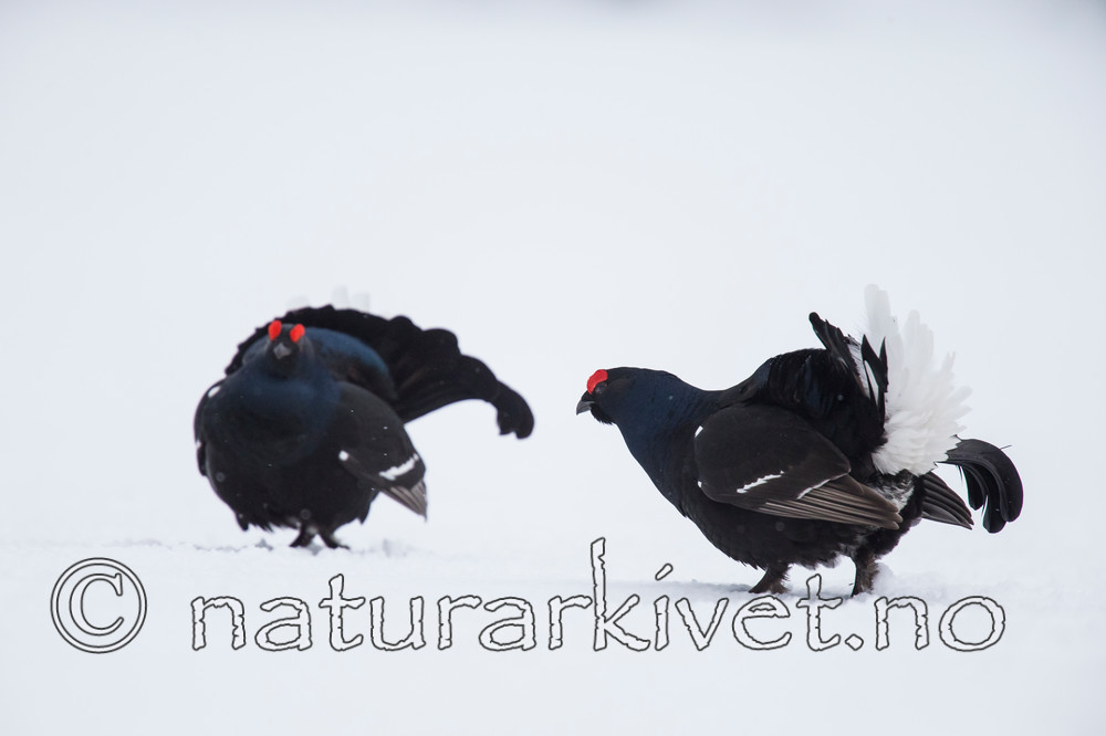 KA_160402_147 / Tetrao tetrix / Orrfugl