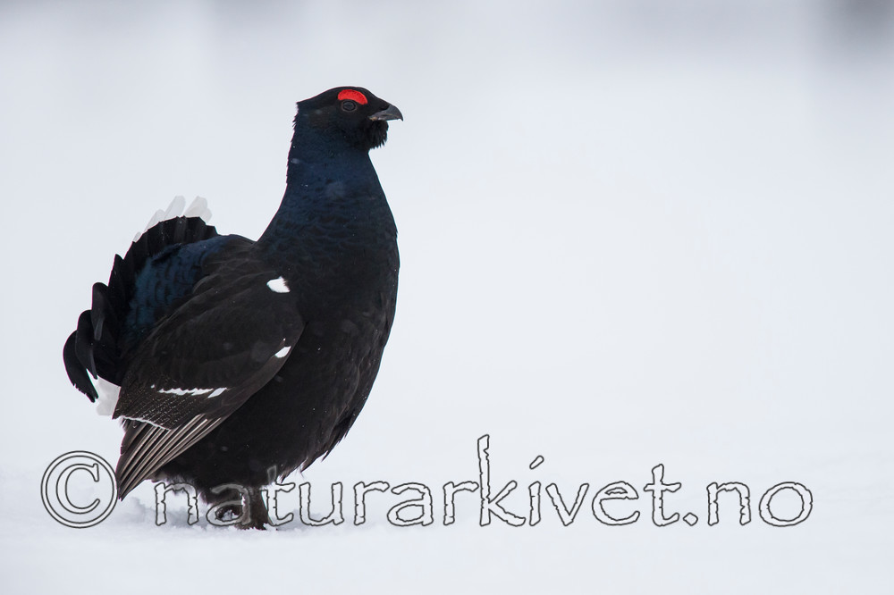 KA_160402_179 / Tetrao tetrix / Orrfugl