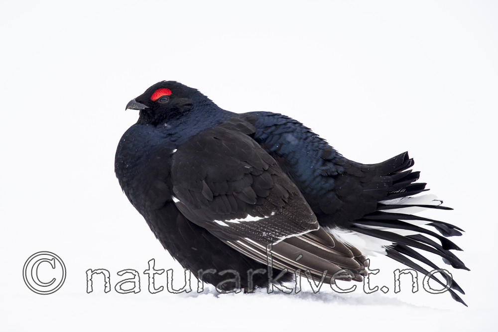 KA_160402_202 / Tetrao tetrix / Orrfugl