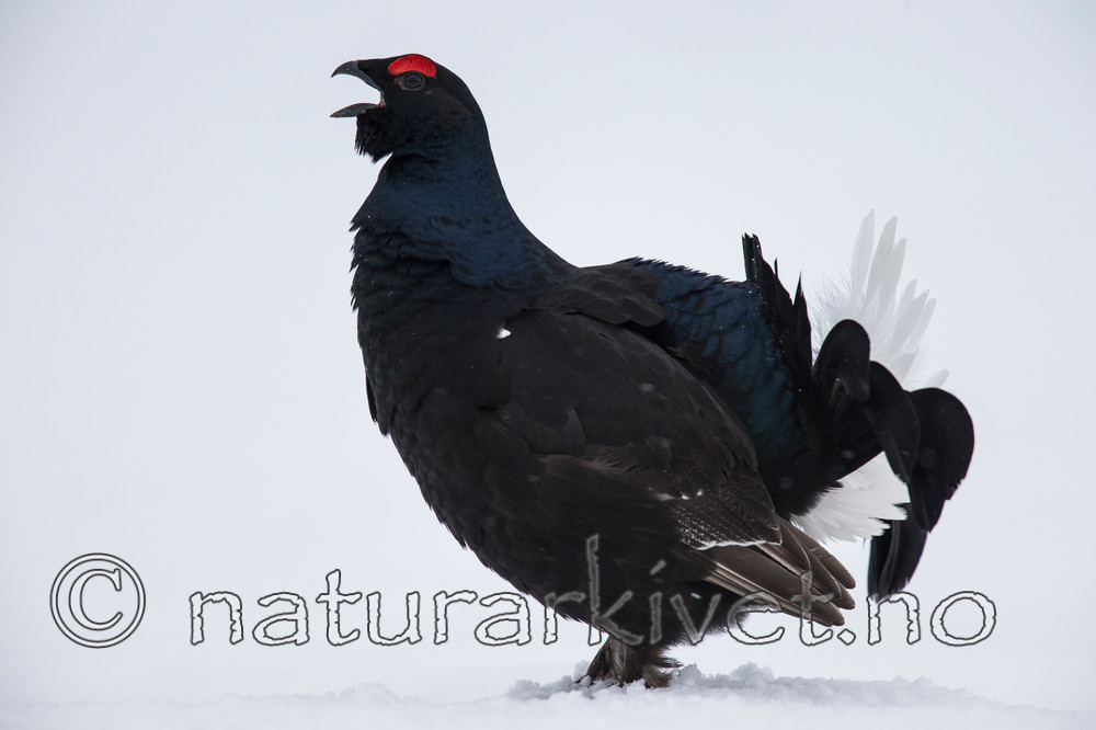 KA_160402_204 / Tetrao tetrix / Orrfugl