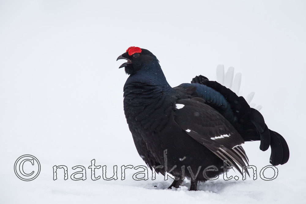 KA_160402_211 / Tetrao tetrix / Orrfugl