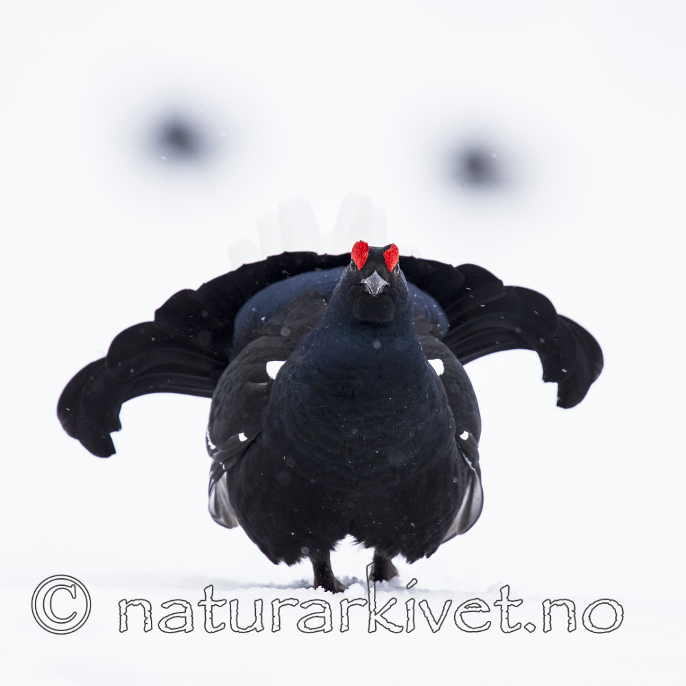 KA_160402_218 / Tetrao tetrix / Orrfugl