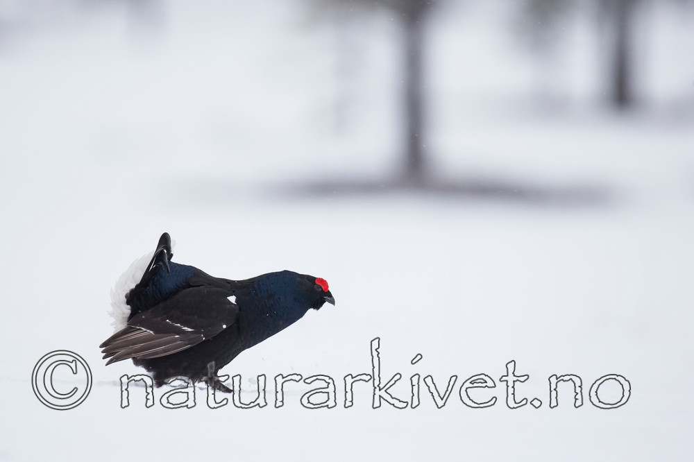 KA_160402_249 / Tetrao tetrix / Orrfugl