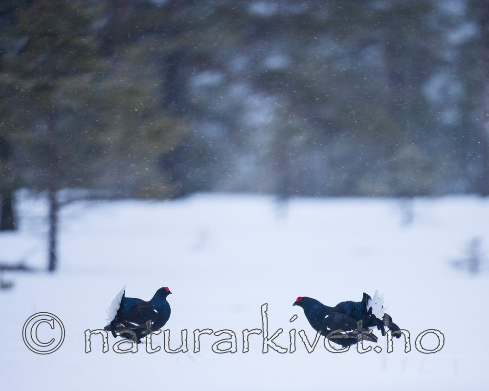 KA_160402_30 / Tetrao tetrix / Orrfugl