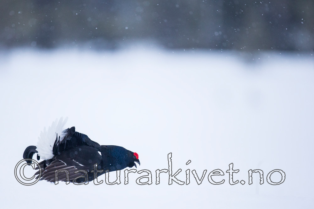 KA_160402_40 / Tetrao tetrix / Orrfugl