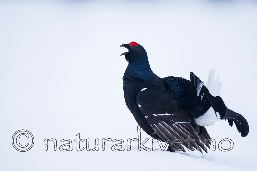 KA_160402_48 / Tetrao tetrix / Orrfugl