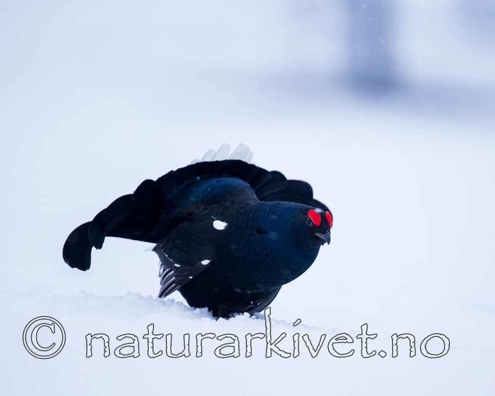 KA_160402_49 / Tetrao tetrix / Orrfugl