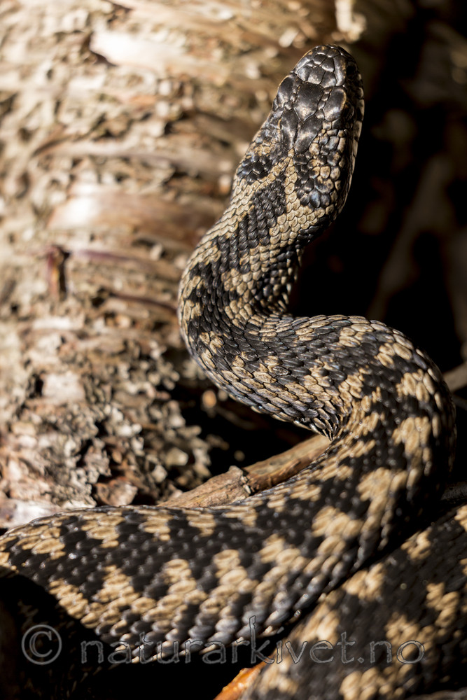 KA_160410_33 / Vipera berus / Hoggorm