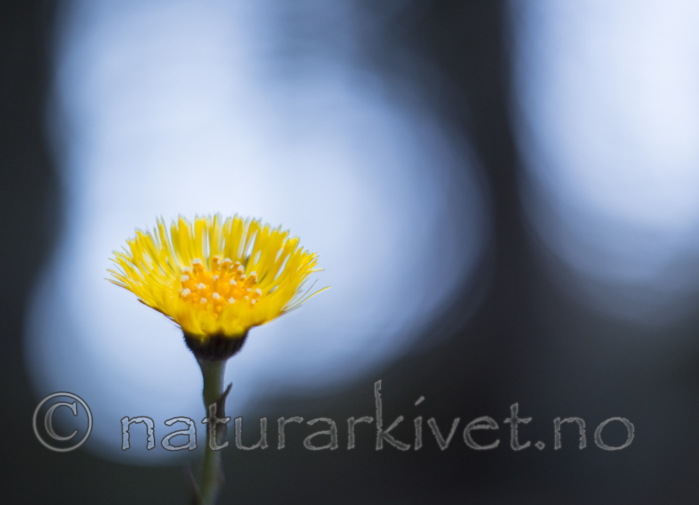 KA_160428_5 / Tussilago farfara / Hestehov