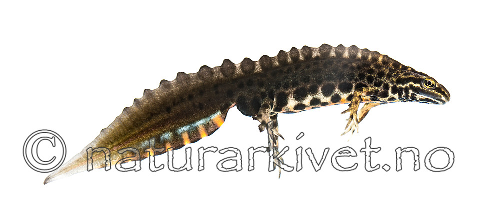 KA_160501_66 / Lissotriton vulgaris / Småsalamander