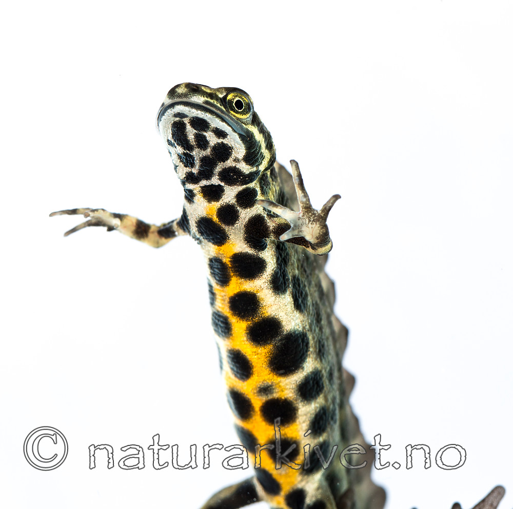 KA_160501_70 / Lissotriton vulgaris / Småsalamander