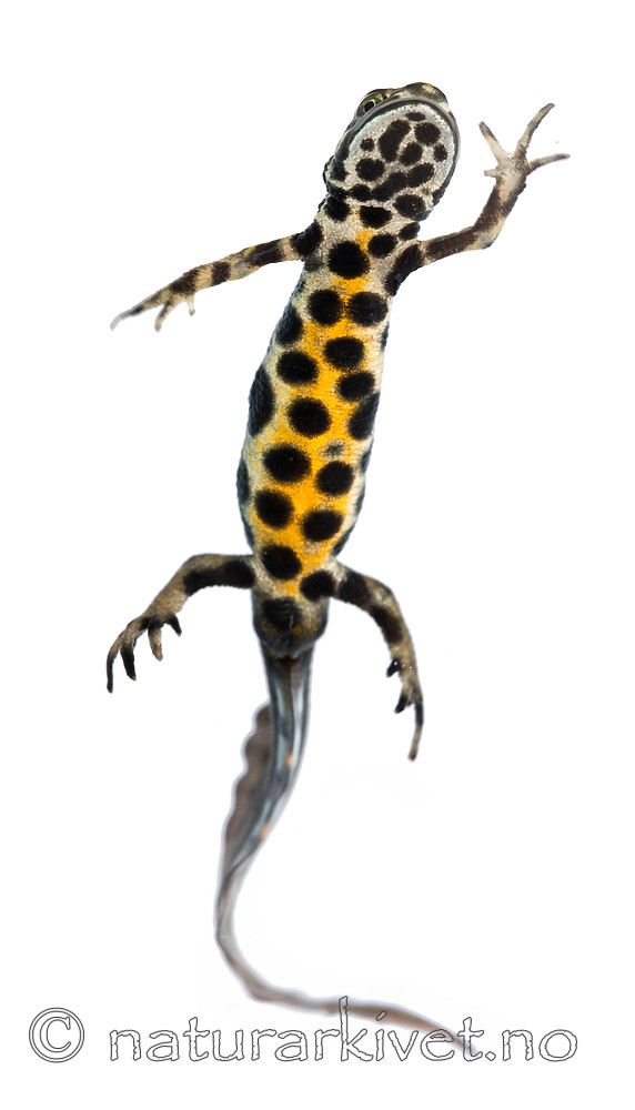 KA_160501_72 / Lissotriton vulgaris / Småsalamander