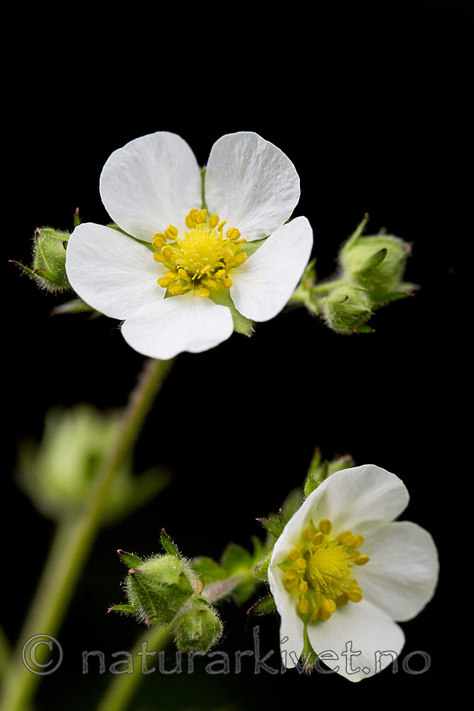 KA_160509_30 / Drymocallis rupestris / Hvitmure