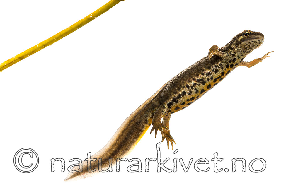 KA_160515_50 / Lissotriton vulgaris / Småsalamander