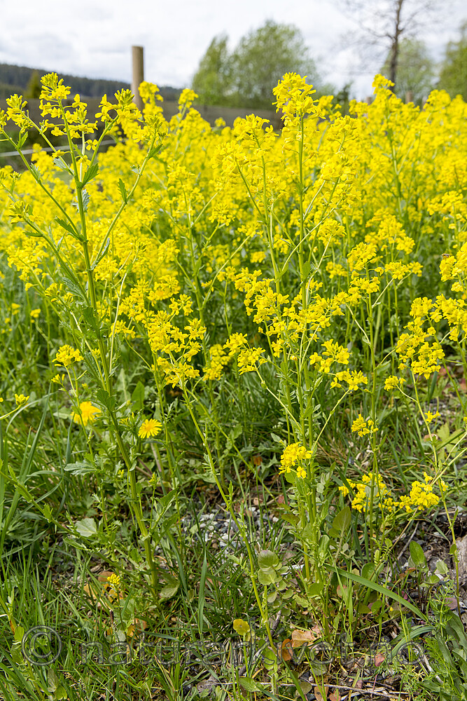 KA_160521_1 / Barbarea vulgaris / Vinterkarse