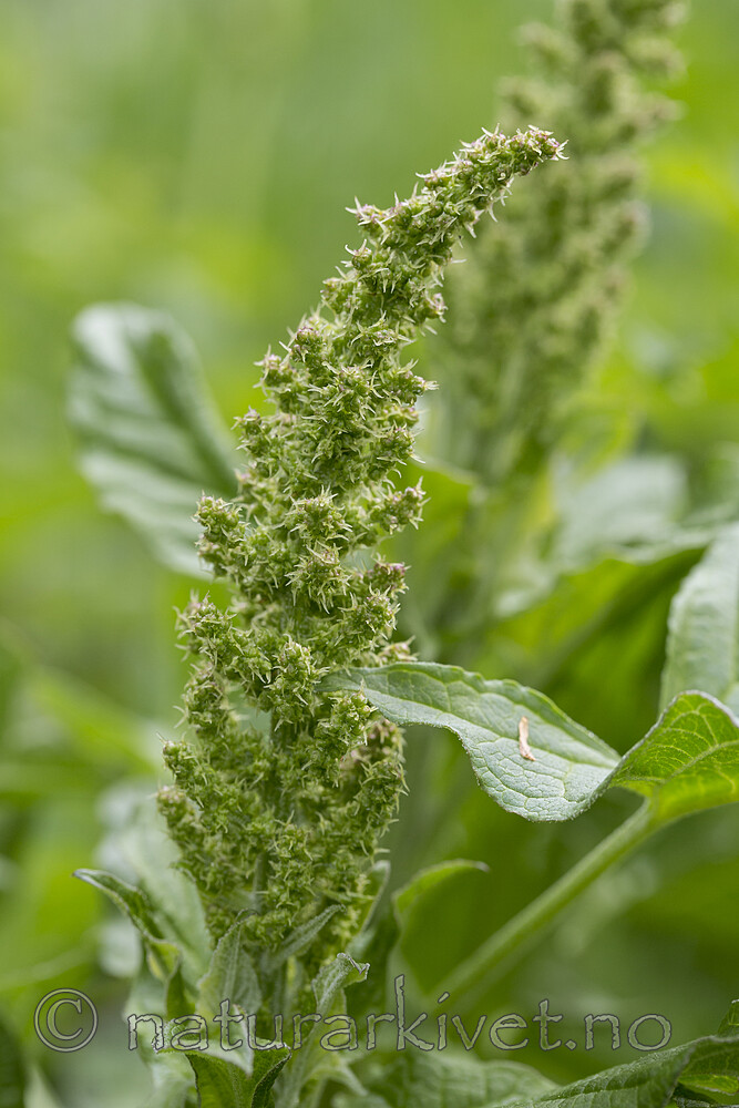 KA_160521_42 / Blitum bonus-henricus / Stolt henrik