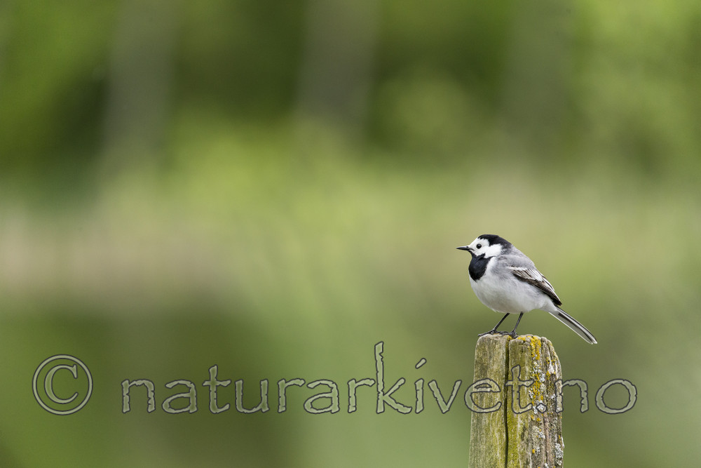 KA_160521_58 / Motacilla alba / Linerle