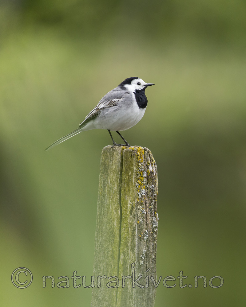 KA_160521_60 / Motacilla alba / Linerle