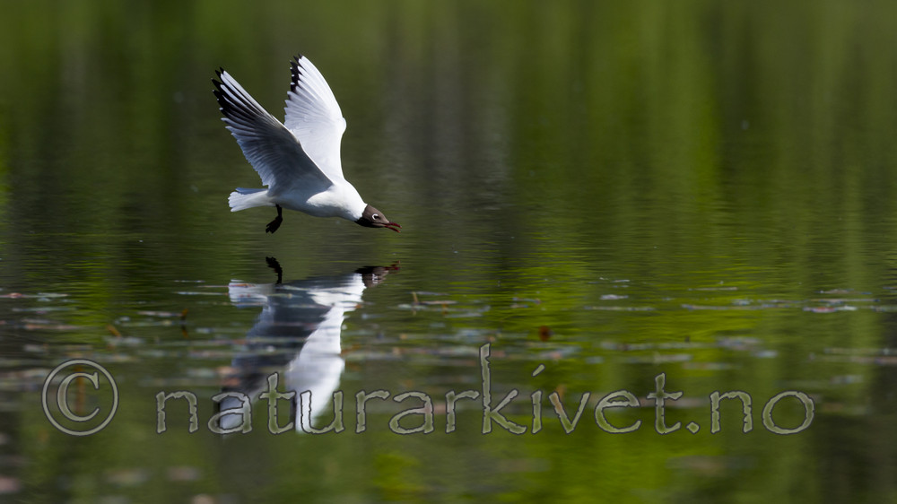 KA_160526_8 / Chroicocephalus ridibundus / Hettemåke
