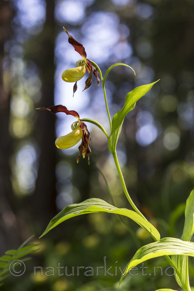 KA_160604_12 / Cypripedium calceolus / Marisko
