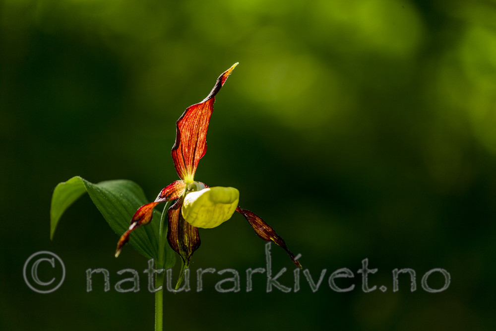 KA_160604_27 / Cypripedium calceolus / Marisko